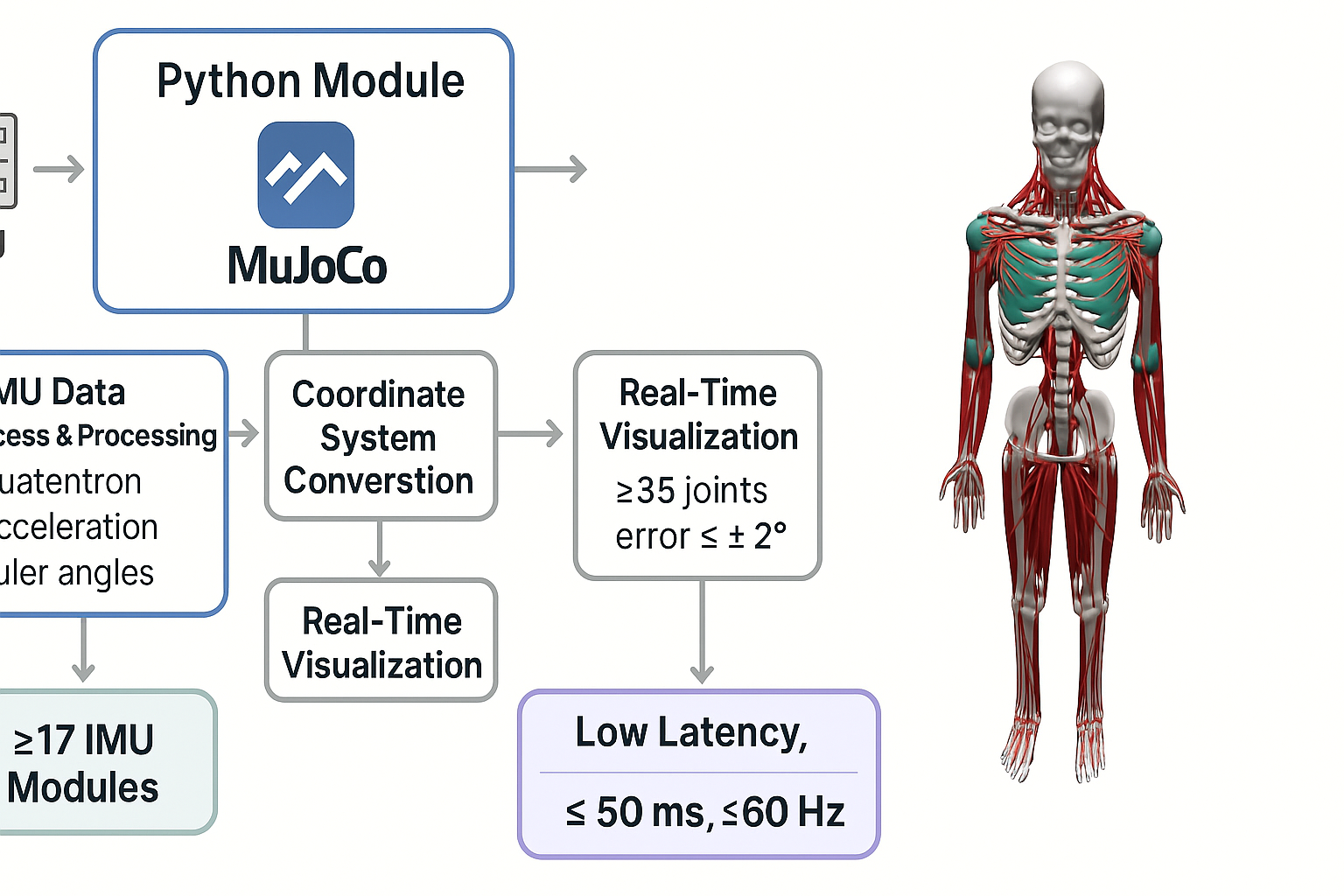 IMU-MuJoCo运动跟踪系统架构图